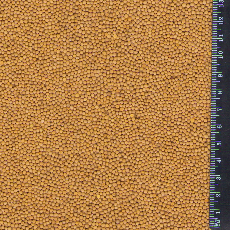 Mustard seeds (Sinapis Alba) image