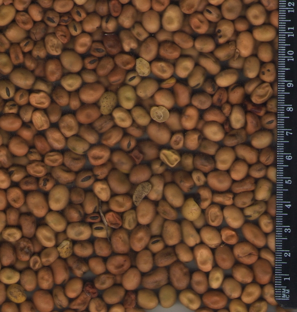 Dark brown beans image
