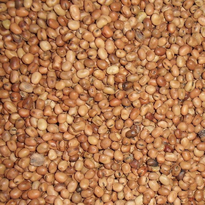 Light brown beans image