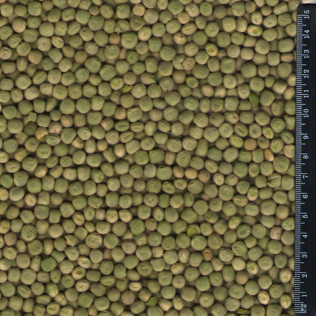Green pea image
