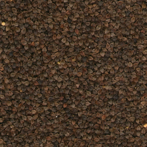 Buckwheat seeds image