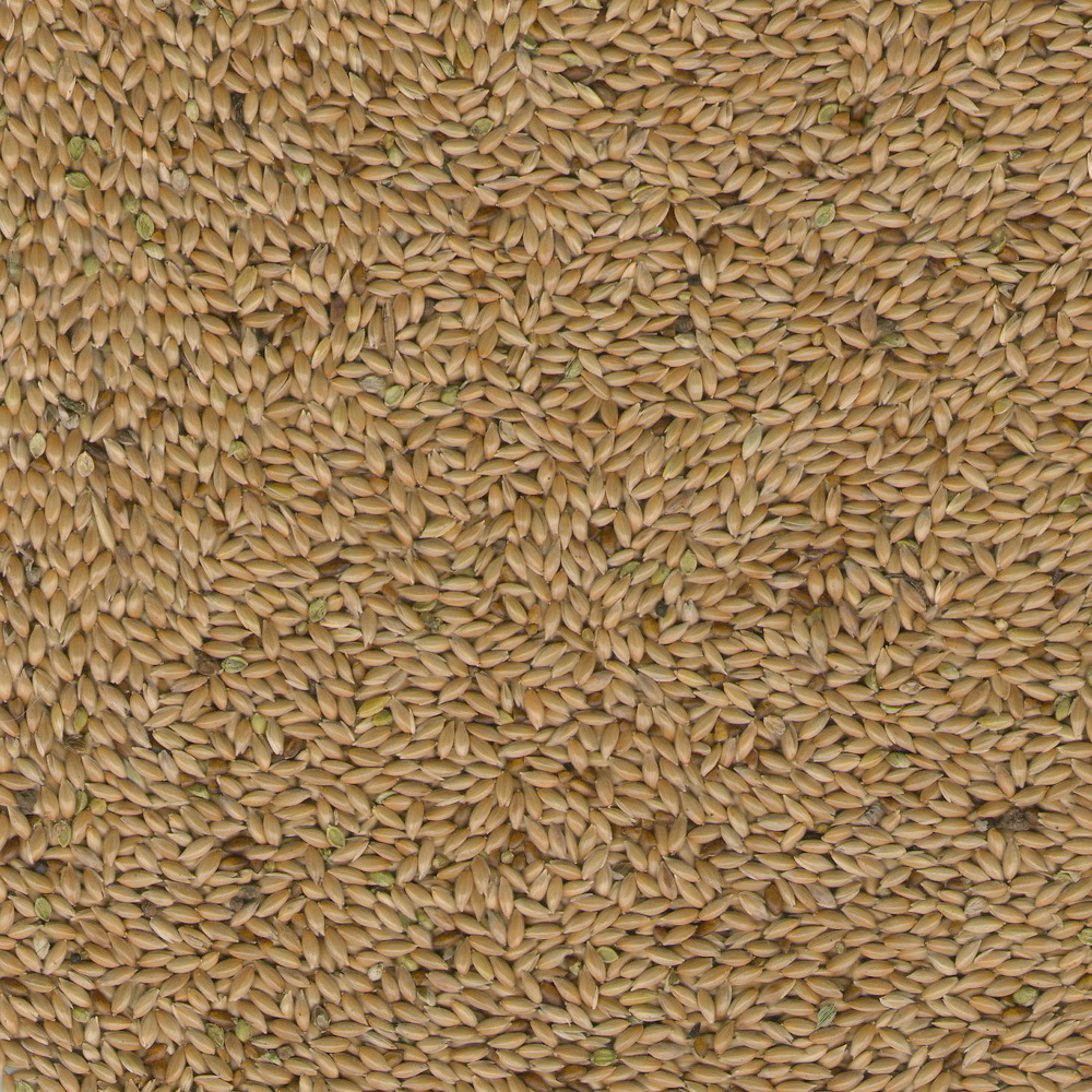 Canary seeds image