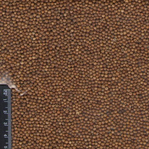 Brown coriander image