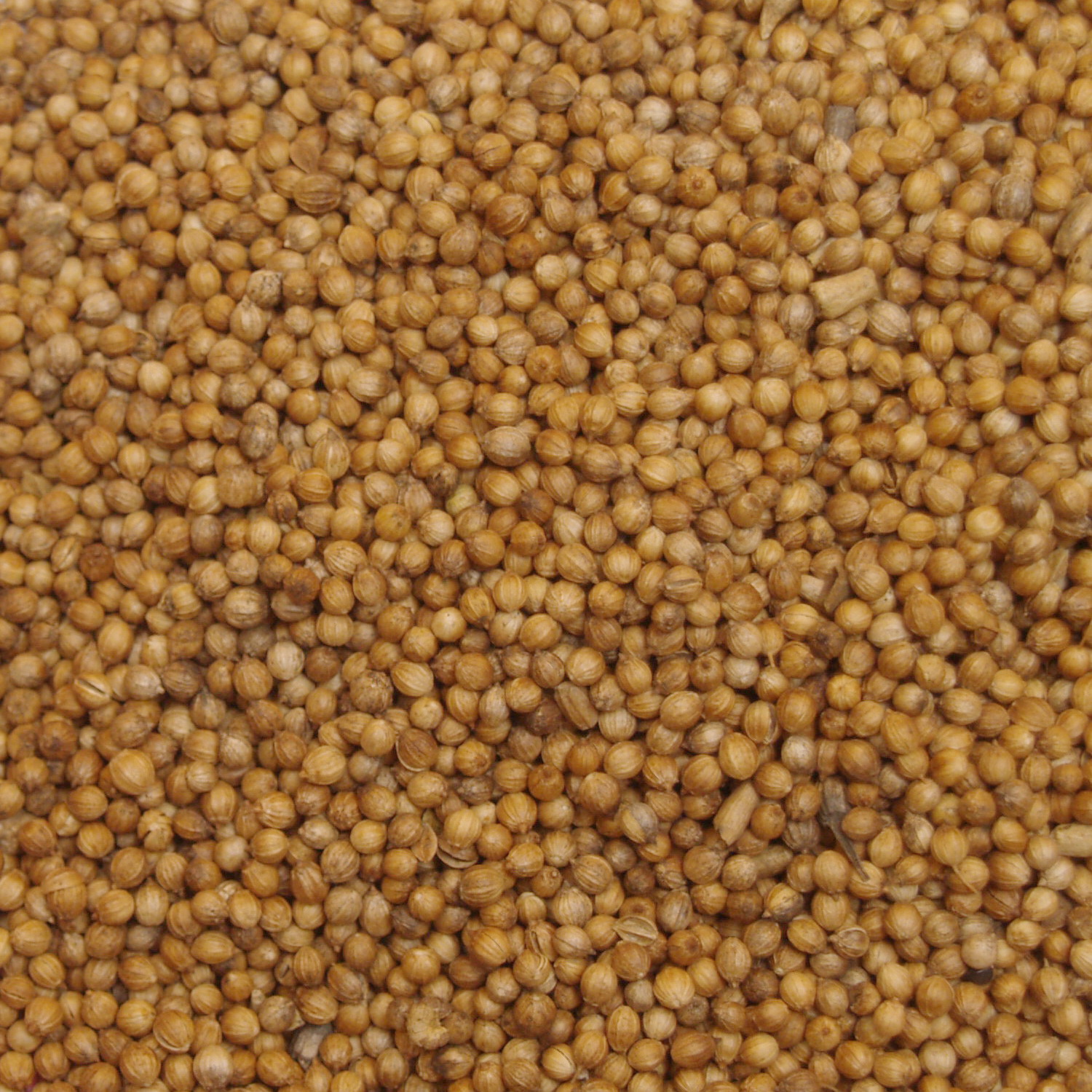 Coriander image