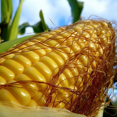 Maize image