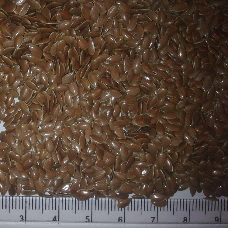 Flax seed oblong image