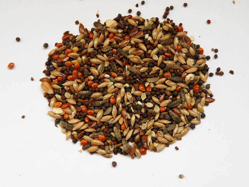 Bird seed image