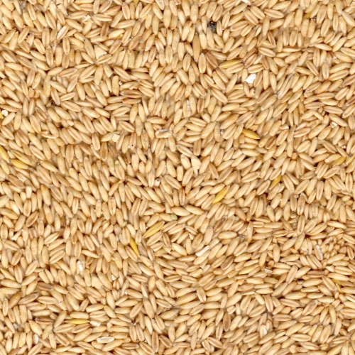 Oats image