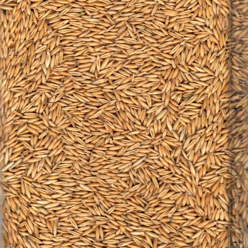 Oats image