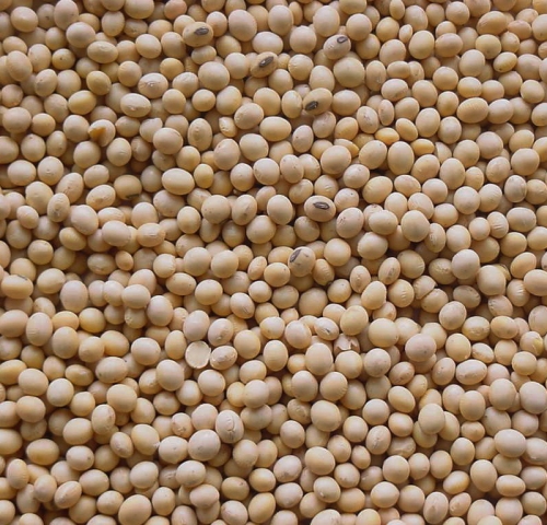 Soy beans image