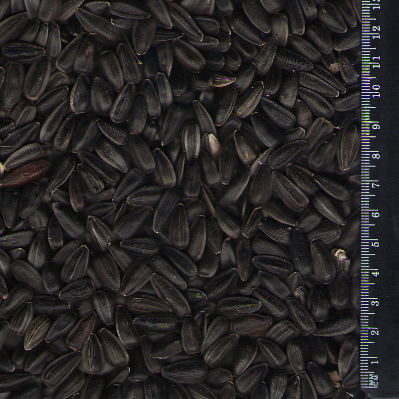 Sunflower seeds image