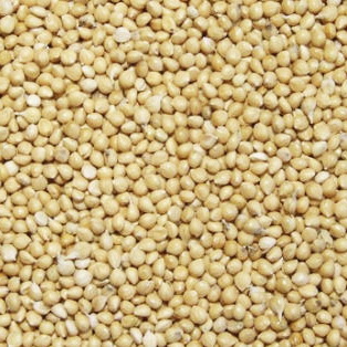 White sorghum image