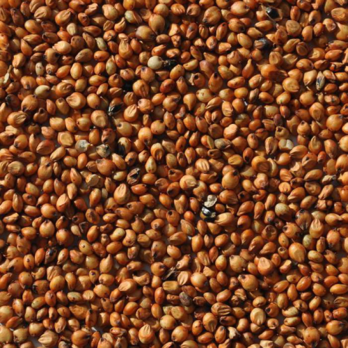 Red sorghum image