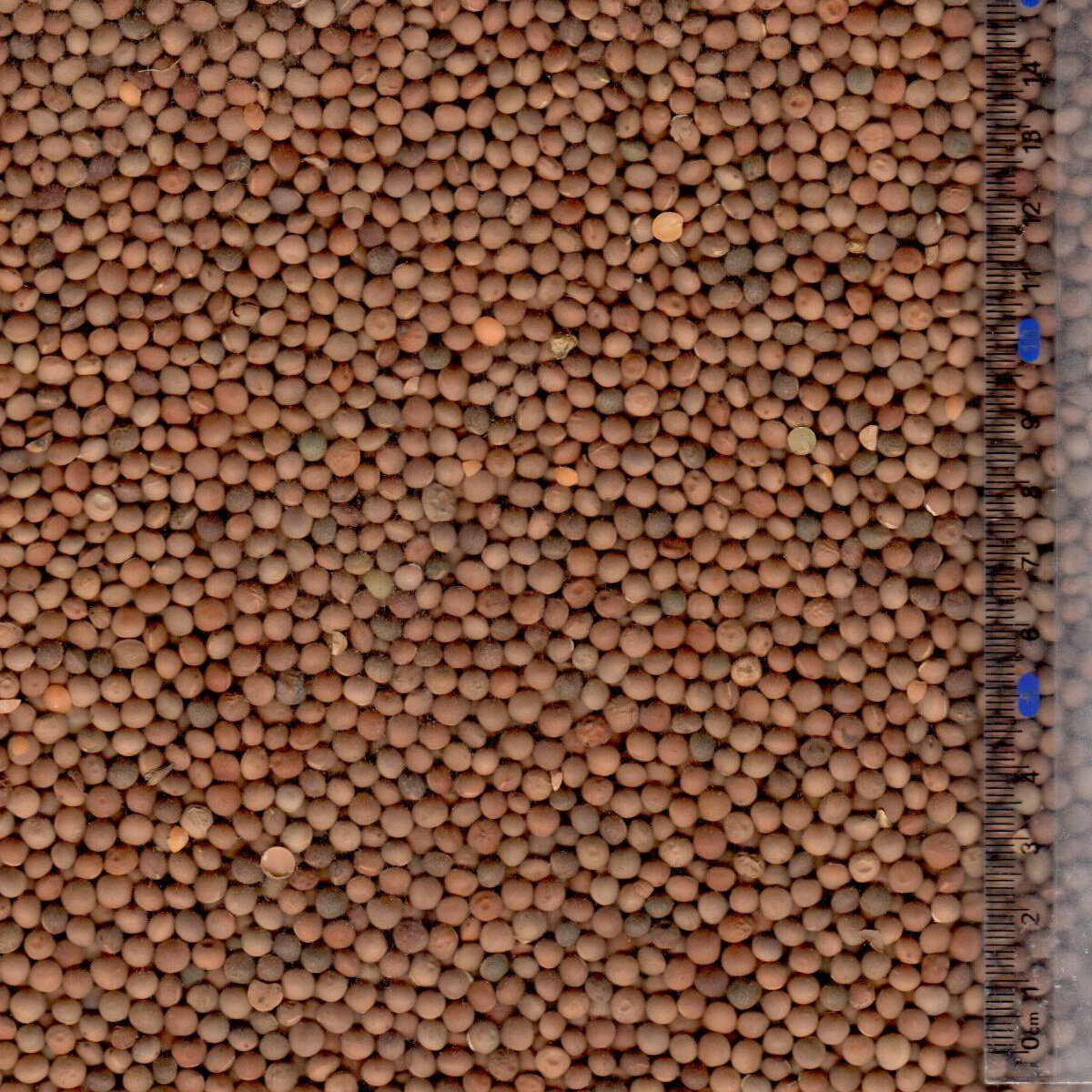Light brown vetch seeds image