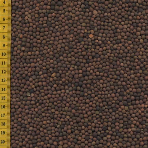 Dark brown vetch seeds image