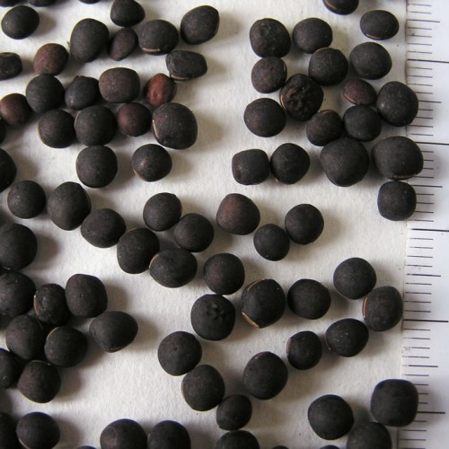 Pannonian vetch seeds image