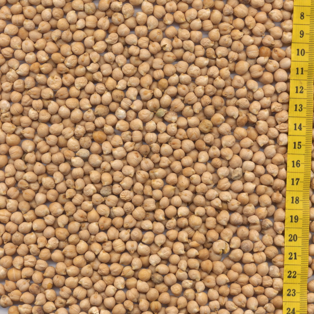 Chickpeas image