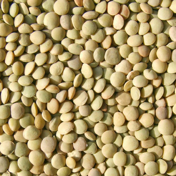 Lentil image